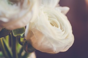 Белые розы - скачать обои на рабочий стол