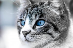 Обои для рабочего стола: Голубоглазый кот