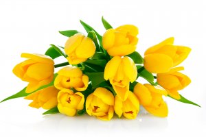 Букет желтых тюльпанов - скачать обои на рабочий стол