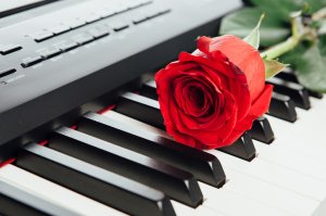 Обои для рабочего стола: Красная роза на пиан...