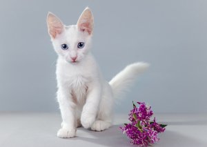 Котенок и цветок - скачать обои на рабочий стол