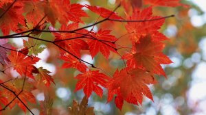 Красная листва - скачать обои на рабочий стол