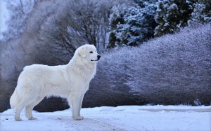 Зимний пес - скачать обои на рабочий стол