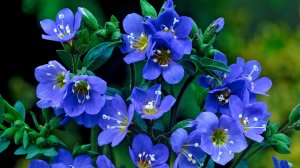 Синие цветы - скачать обои на рабочий стол