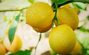 Лимоны на ветке - скачать обои на рабочий стол