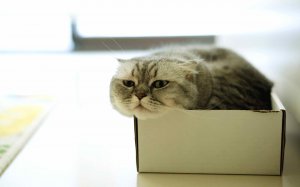 Обои для рабочего стола: Кот из коробки