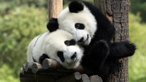 Обои для рабочего стола: Милые панды