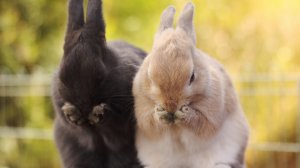 Кролики - скачать обои на рабочий стол