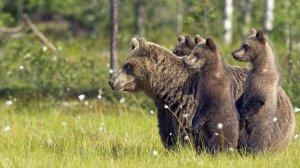 Медвежья семья - скачать обои на рабочий стол