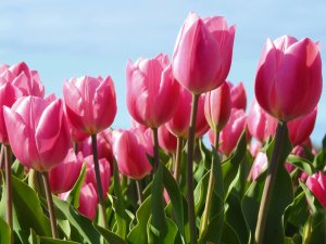 Розовые тюльпаны - скачать обои на рабочий стол