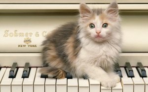 Котенок-пианист - скачать обои на рабочий стол
