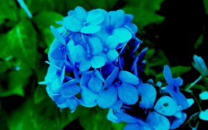 Обои для рабочего стола: Голубые цветы