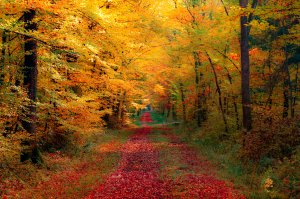 Как красив лес осенью! - скачать обои на рабочий стол