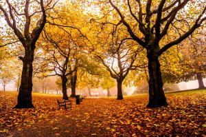 Осенний парк - скачать обои на рабочий стол