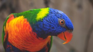Обои для рабочего стола: Разноцветный попугай