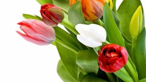 Разноцветные тюльпаны - скачать обои на рабочий стол