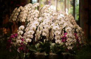 Обои для рабочего стола: Цветущие орхидеи