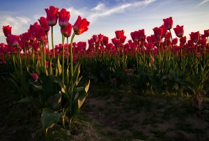 Ряды красных тюльпанов - скачать обои на рабочий стол