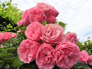 Розовые цветы - скачать обои на рабочий стол