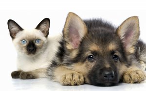 Обои для рабочего стола: Котенок и щенок