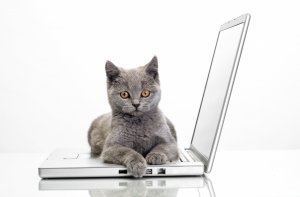 Обои для рабочего стола: Кот на ноутбуке