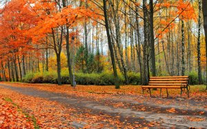 Осень в парке - скачать обои на рабочий стол