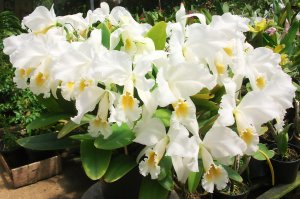 Обои для рабочего стола: Белые орхидеи