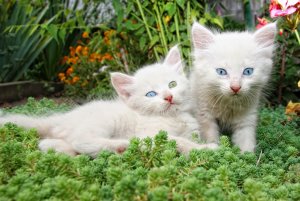 Котики-альбиносы - скачать обои на рабочий стол