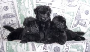 Обои для рабочего стола: Три черных щенка