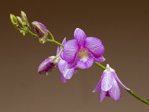 Сиреневая орхидея - скачать обои на рабочий стол
