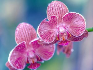 Обои для рабочего стола: Мокрая орхидея