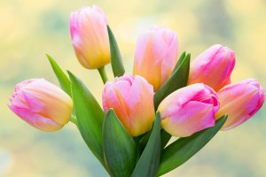 Нежный цвет тюльпанов - скачать обои на рабочий стол