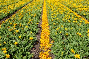 Желтые тюльпаны в поле - скачать обои на рабочий стол