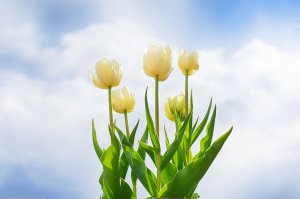 Обои для рабочего стола: Тюльпаны цвета неба