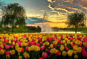 Тюльпаны и фонтан в парке - скачать обои на рабочий стол