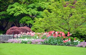 Весенние тюльпаны в парке - скачать обои на рабочий стол