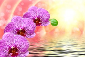 Обои для рабочего стола: Орхидея на воде