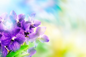 Фиолетовые орхидеи - скачать обои на рабочий стол