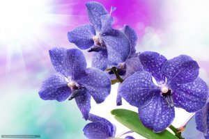 Обои для рабочего стола: Орхидея в фиолетовом