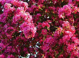 Розовые деревья - скачать обои на рабочий стол