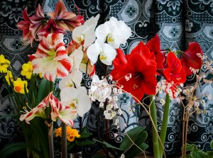 Обои для рабочего стола: Орхидеи и омарилисы