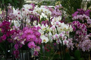 Обои для рабочего стола: Заросли орхидей