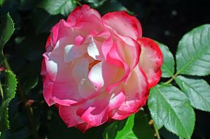 Обои для рабочего стола: Оцветающая роза
