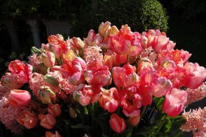 Обои для рабочего стола: Махровые тюльпаны