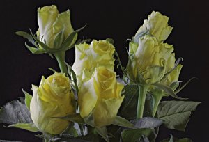 Обои для рабочего стола: Нежно желтые розы