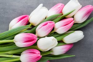 Обои для рабочего стола: Нежность в тюльпанах