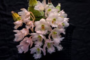 Обои для рабочего стола: Орхидеи белые с розо...