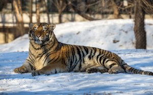 Тигр на снегу - скачать обои на рабочий стол