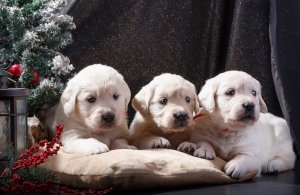 Обои для рабочего стола: Три щенка на Рождест...