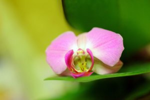 Обои для рабочего стола: Нежный зев орхидеи